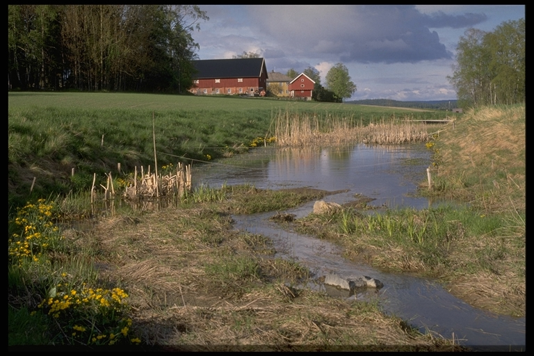 constructed wetland